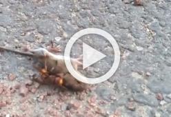 Il video shock della Vespa killer che lotta con un topo sta facendo il giro del mondo