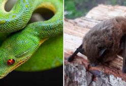 Il virus cinese deriverebbe da serpenti e pipistrelli