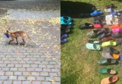 Volpe "fashion victim" ruba le scarpe dalle case: ne ha a centinaia