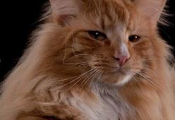 Giuse e Fabiola ricercano le verità occulte contattando un sensitivo dei gatti