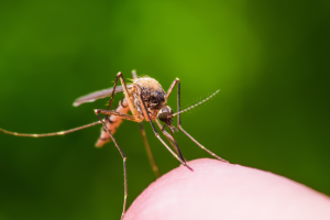 Perché le zanzare ti scelgono? La scienza ti svela il perché