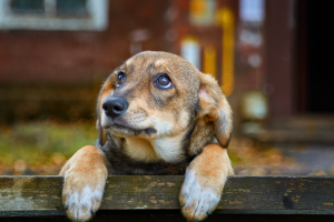 Max, il cane dallo sguardo umano che ha conquistato i social