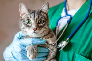 Ecco perché non devi mai tagliare le unghie al tuo gatto