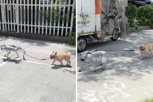 Cane robot porta a spasso un cane vero: il video è già virale
