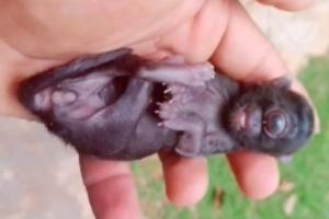 Nasce un raro “gatto ciclope” in Brasile. Ecco cosa dicono gli esperti