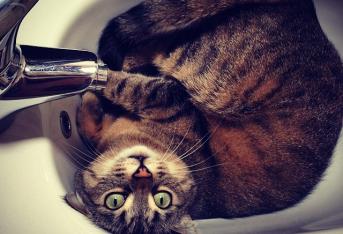 Gatti tra le scatole (e nelle scatole)