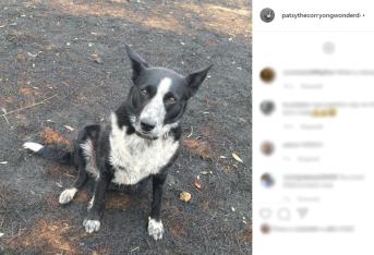 Australia: il Border Collie salva un gregge