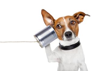 L’intelligenza artificiale per capire il linguaggio degli animali: possibile?