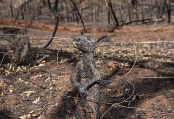 La triste storia dietro la foto del canguro ucciso dagli incendi in Australia
