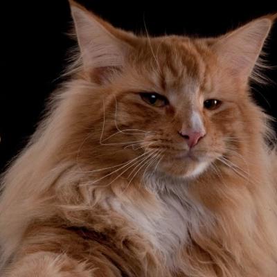 Giuse e Fabiola ricercano le verità occulte contattando un sensitivo dei gatti