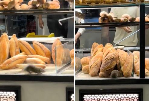 Topo scorrazza tra i panini nella vetrina di un panificio: il video