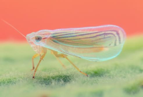 L'insetto invisibile: come la scienza ha replicato il suo segreto