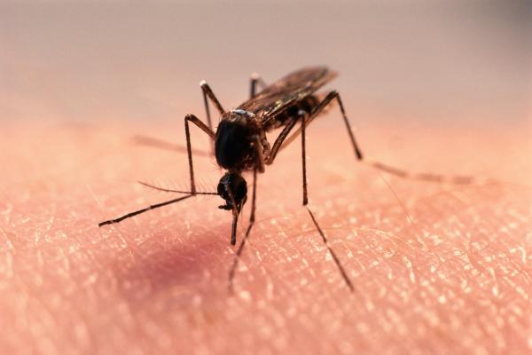 1 - Il tuo odore potrebbe diventare un magnete...per le zanzare