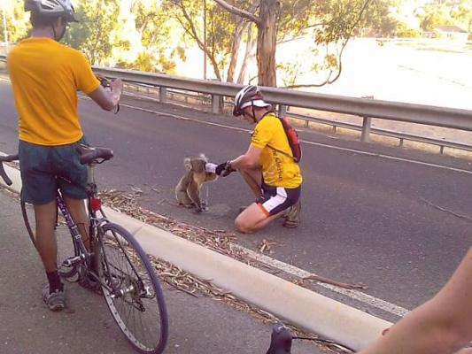 Il ciclista e il koala