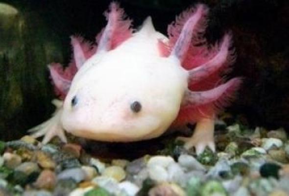 Axoloti