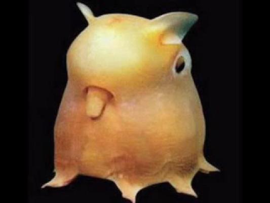Dumbo Octopus