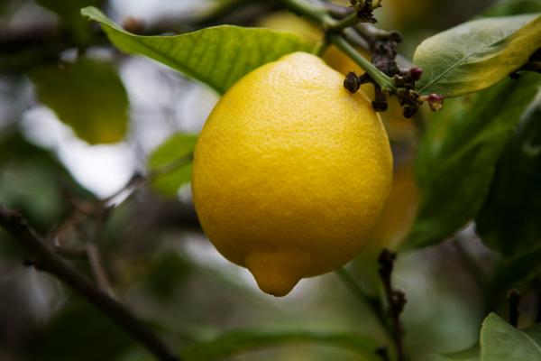 9 - Limone
