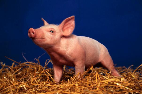 Maialino