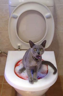 8) Wc per gatti
