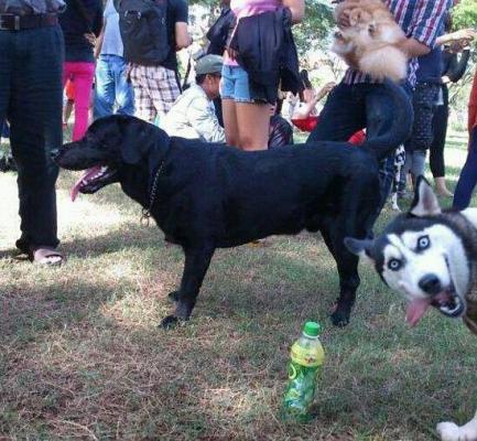 Gli animali sono i migliori...