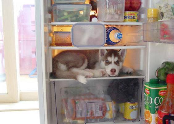 In frigo