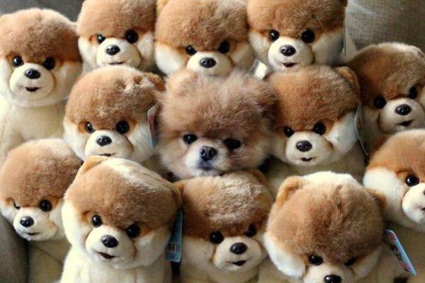  In mezzo ai peluches
