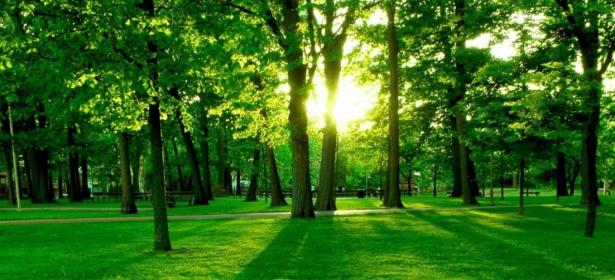 Il colore verde