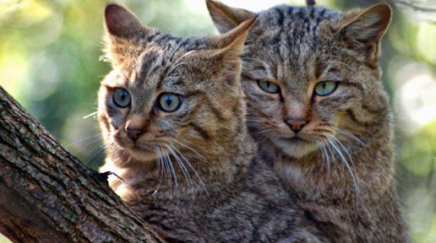 Sognare dei gatti