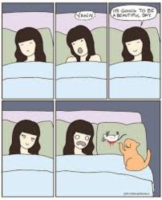 Il felino è un grande predatore