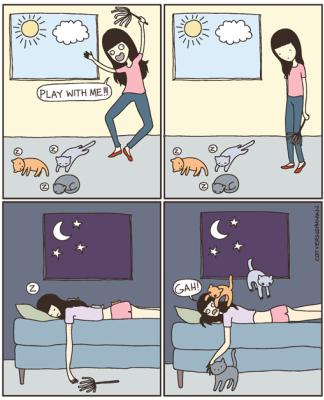 Decide sempre il gatto