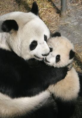 Voglia di coccole