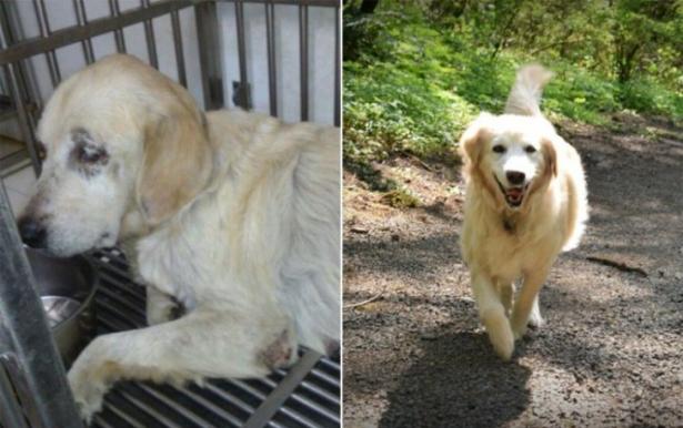Da cane maltrattato a cane amato