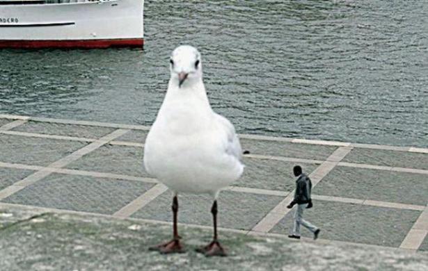 Un gabbiano gigante… 