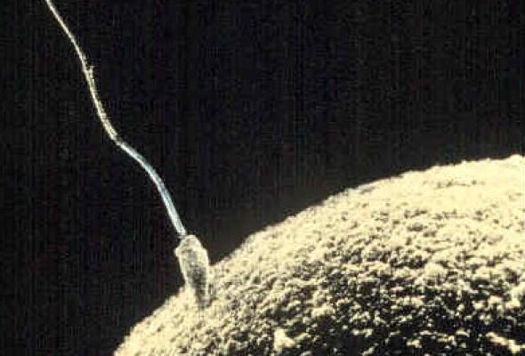 A che velocità “viaggia” uno spermatozoo umano?