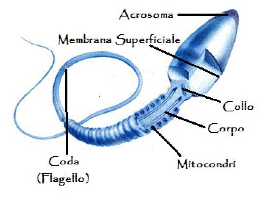 Come viene emesso lo sperma?