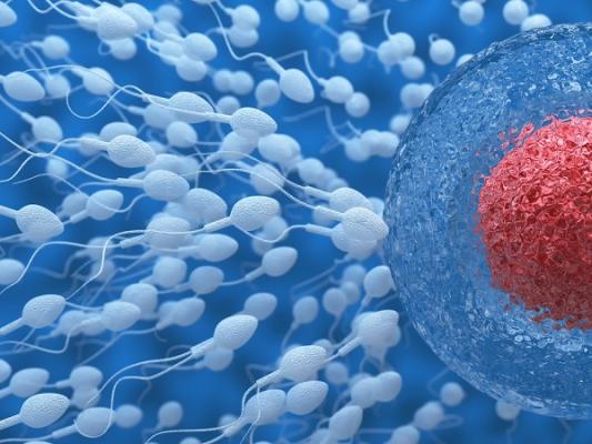 Quanto sopravvivono gli spermatozoi dopo l’eiaculazione?
