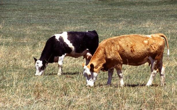 Usare il metano prodotto dai bovini