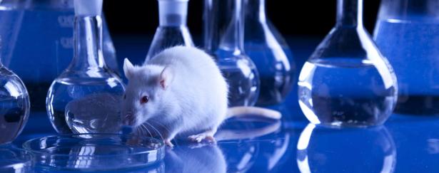1. Ci sono farmaci che non vengono testati sugli animali