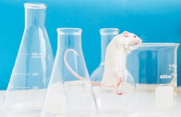 2. Ci sono morti a causa dei farmaci sperimentati sugli animali