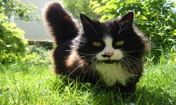 Per allontanare animali sgraditi