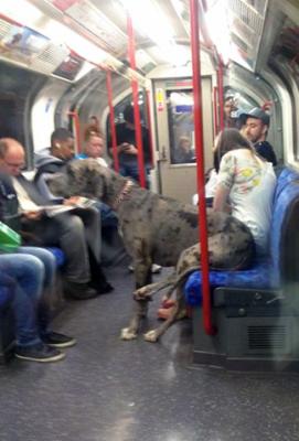 Il cagnolone gigante