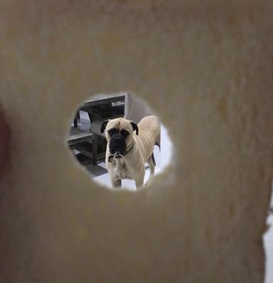 Attraverso la fetta di pane