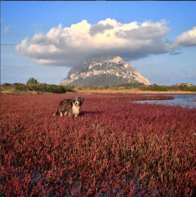 Nirvana in Sardegna