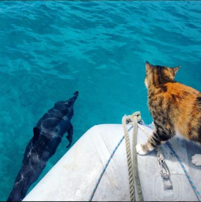 Amelia tiene d'occhio i delfini