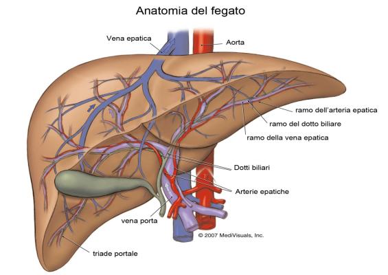 10. Attenzione al fegato