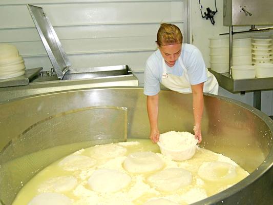 Come si fa il formaggio? 