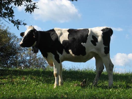 Quanto latte viene prodotto da una mucca? 