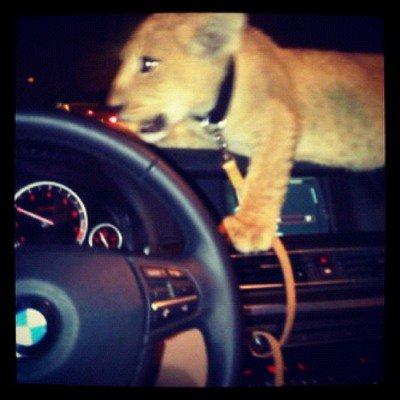 Simba, lasciami guidare!