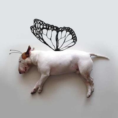 Butterfly Jimmy!