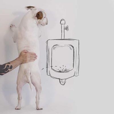 Una toilette da cani!
